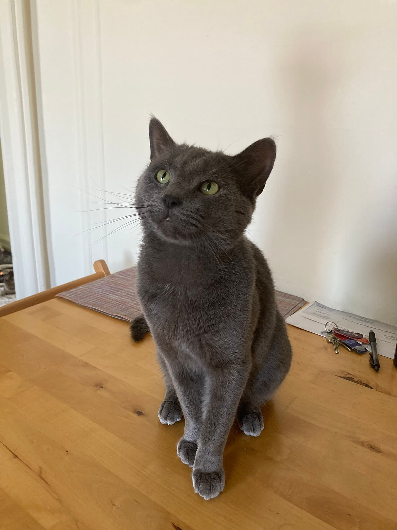 Russian Blue Cat Looking Up wallpaper in lavender and lavender tones, Full HD, 3:4 format for phone