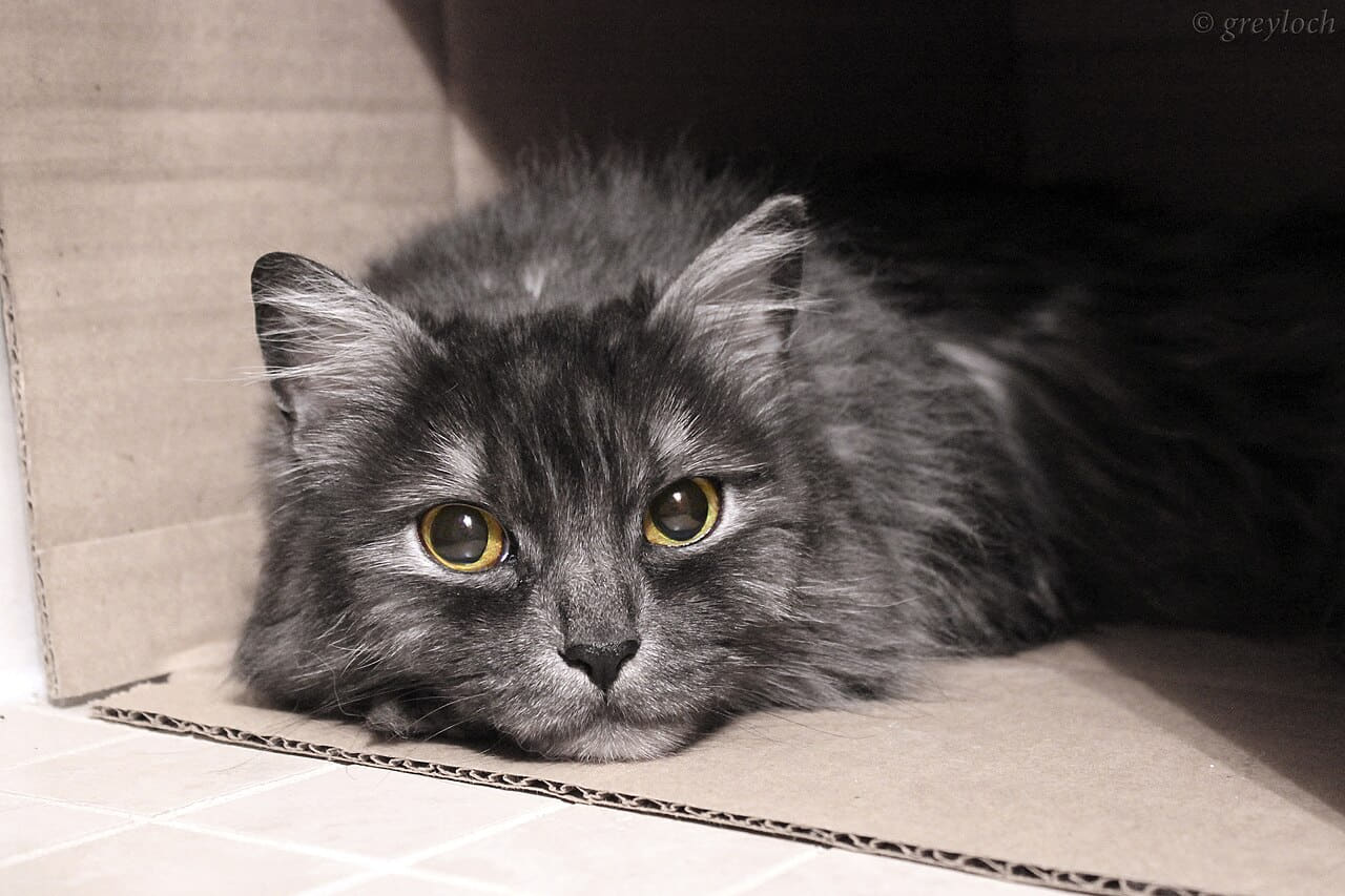 Sad cat diary wallpaper in near-black and near-black tones, Full HD, 4:3 format for phone