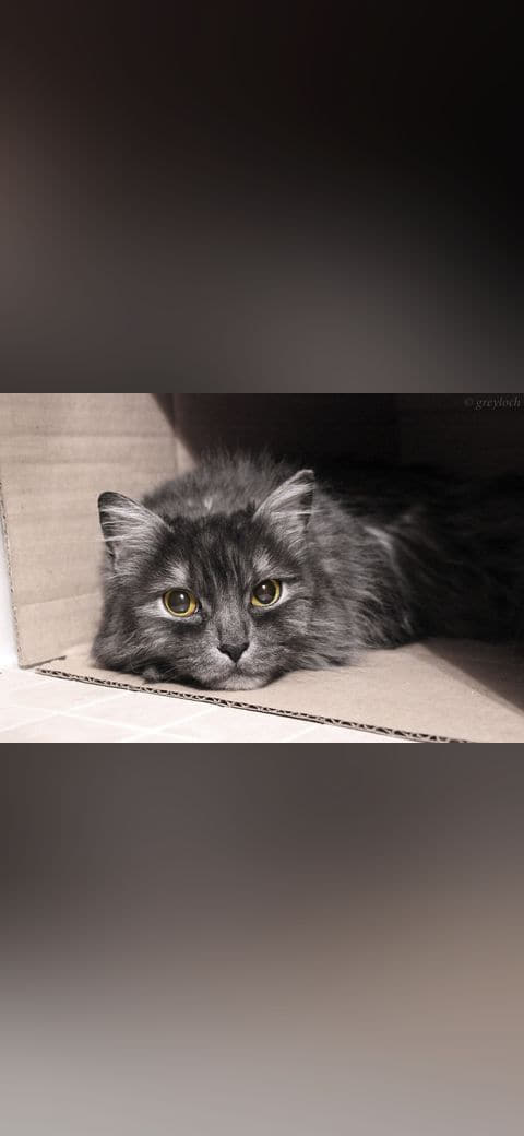Sad cat diary wallpaper in near-black and near-black tones, Full HD, 4:3 format for phone