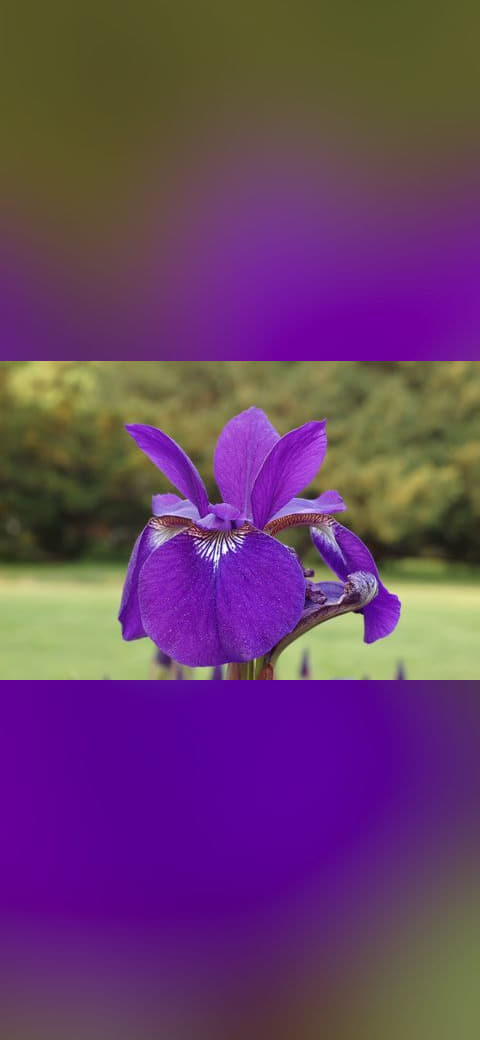 Siberian Iris Iris sibirica Flower Petal Closeup… wallpaper in olive and olive tones, Full HD, 4:3 format for phone