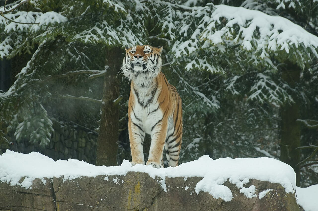 Fondo de pantalla Siberian Tiger enjoying snow 68 en tonos carbón y carbón, Full HD, formato 4:3 para móvil
