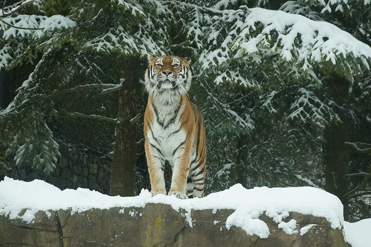 Fondo de pantalla Siberian Tiger enjoying snow 69 en tonos carbón y carbón, Full HD, formato 4:3 para móvil