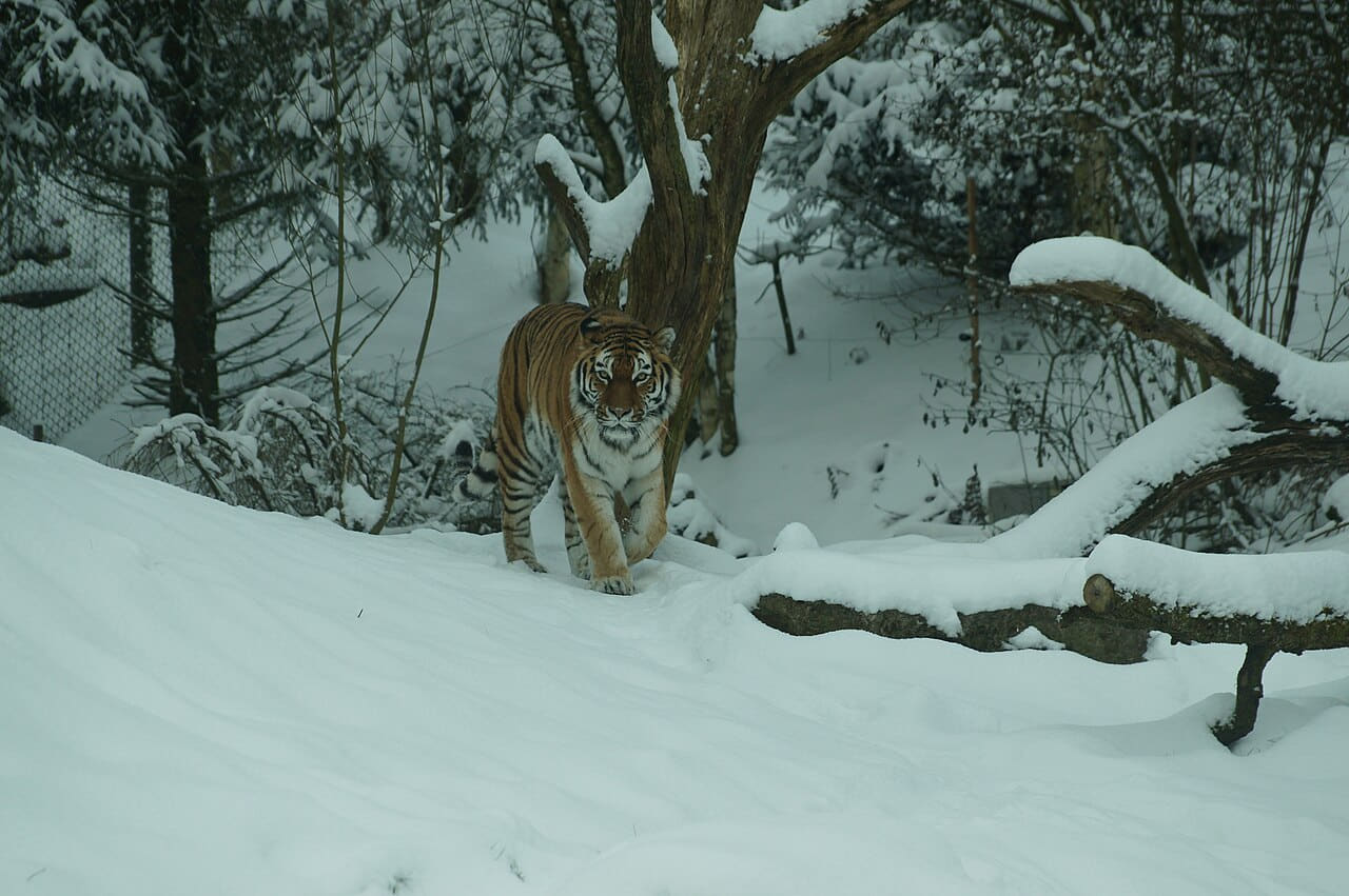 Fondo de pantalla Siberian Tiger enjoying snow 73 en tonos verde salvia y menta, Full HD, formato 4:3 para móvil