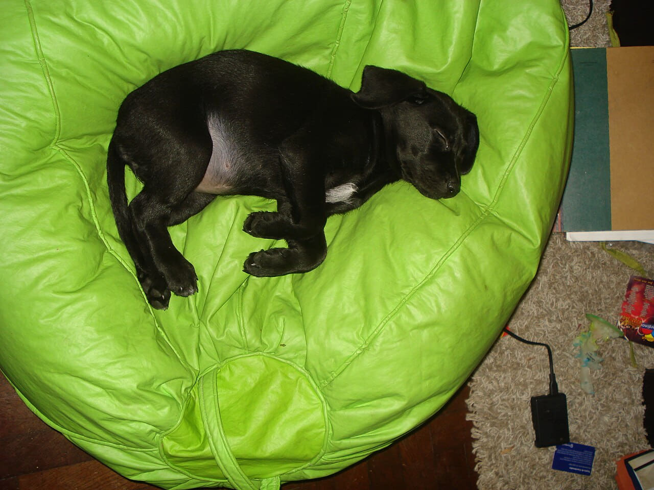 Sleeping black dog wallpaper in sage green and sage green tones, Full HD, 4:3 format for phone