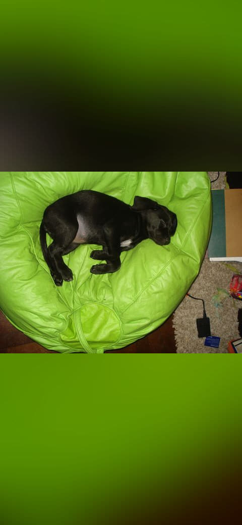 Sleeping black dog wallpaper in sage green and sage green tones, Full HD, 4:3 format for phone