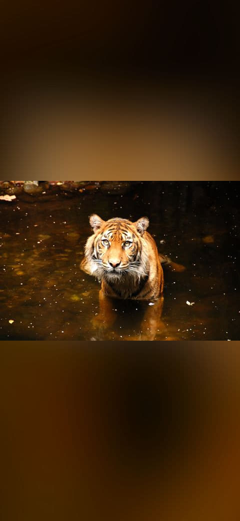 Fondo de pantalla Sumatran tiger in water at Melbourne Zoo en tonos carbón y casi negro, Full HD, formato 4:3 para móvil