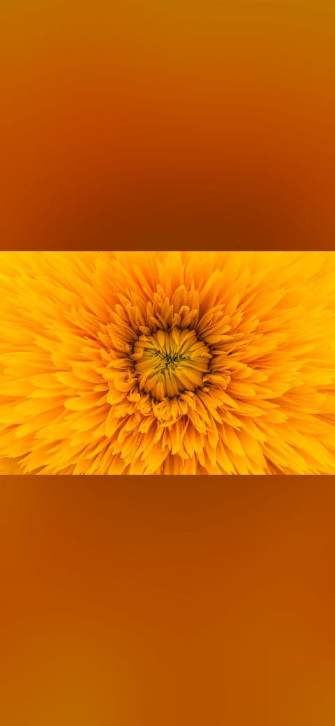 Sunshine flower in macro wallpaper in amber and burnt orange tones, Full HD, 4:3 format for phone