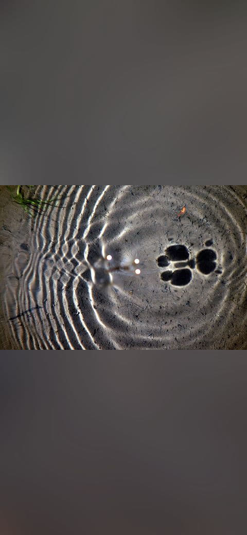 Surface waves and water striders wallpaper in olive and charcoal tones, Full HD, 4:3 format for phone