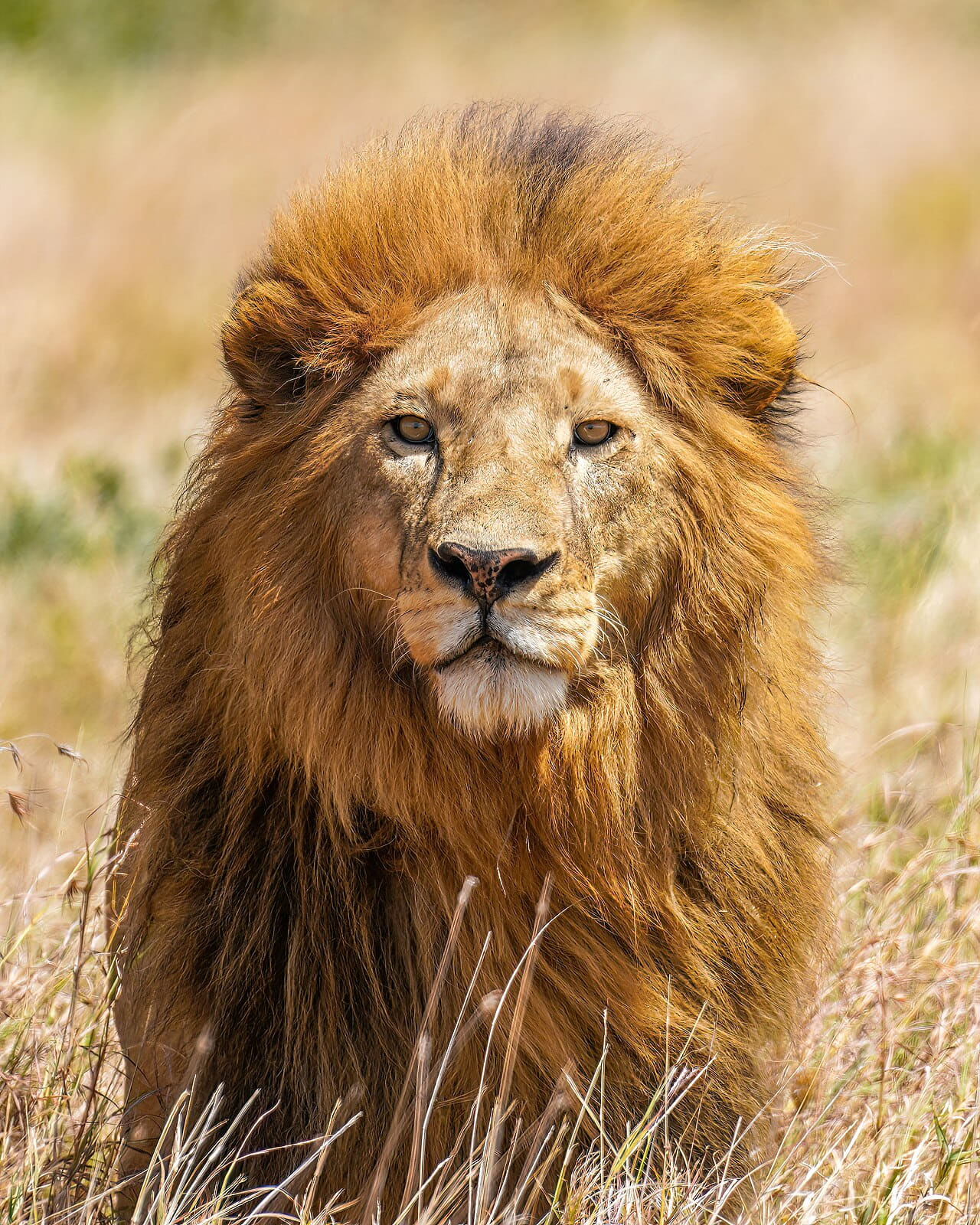 The lion king Tryggve in the Serengeti National… wallpaper in blush and sand tones, Full HD, 4:5 format for phone