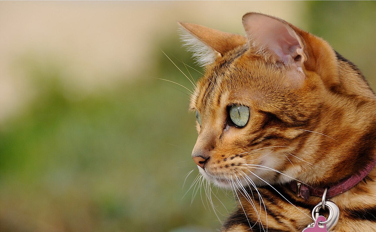 Fondo de pantalla Tiger Kitty en tonos oliva y rubor, Full HD, formato 16:9 para móvil