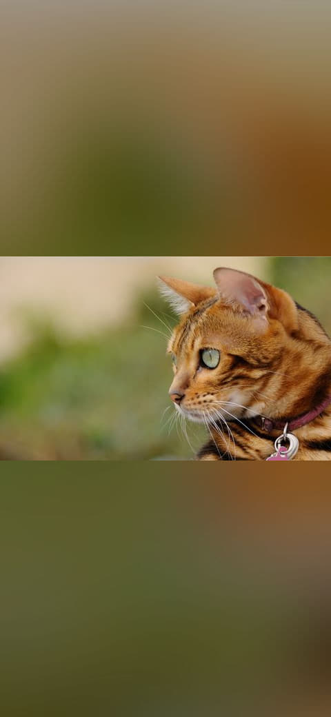 Fondo de pantalla Tiger Kitty en tonos oliva y rubor, Full HD, formato 16:9 para móvil