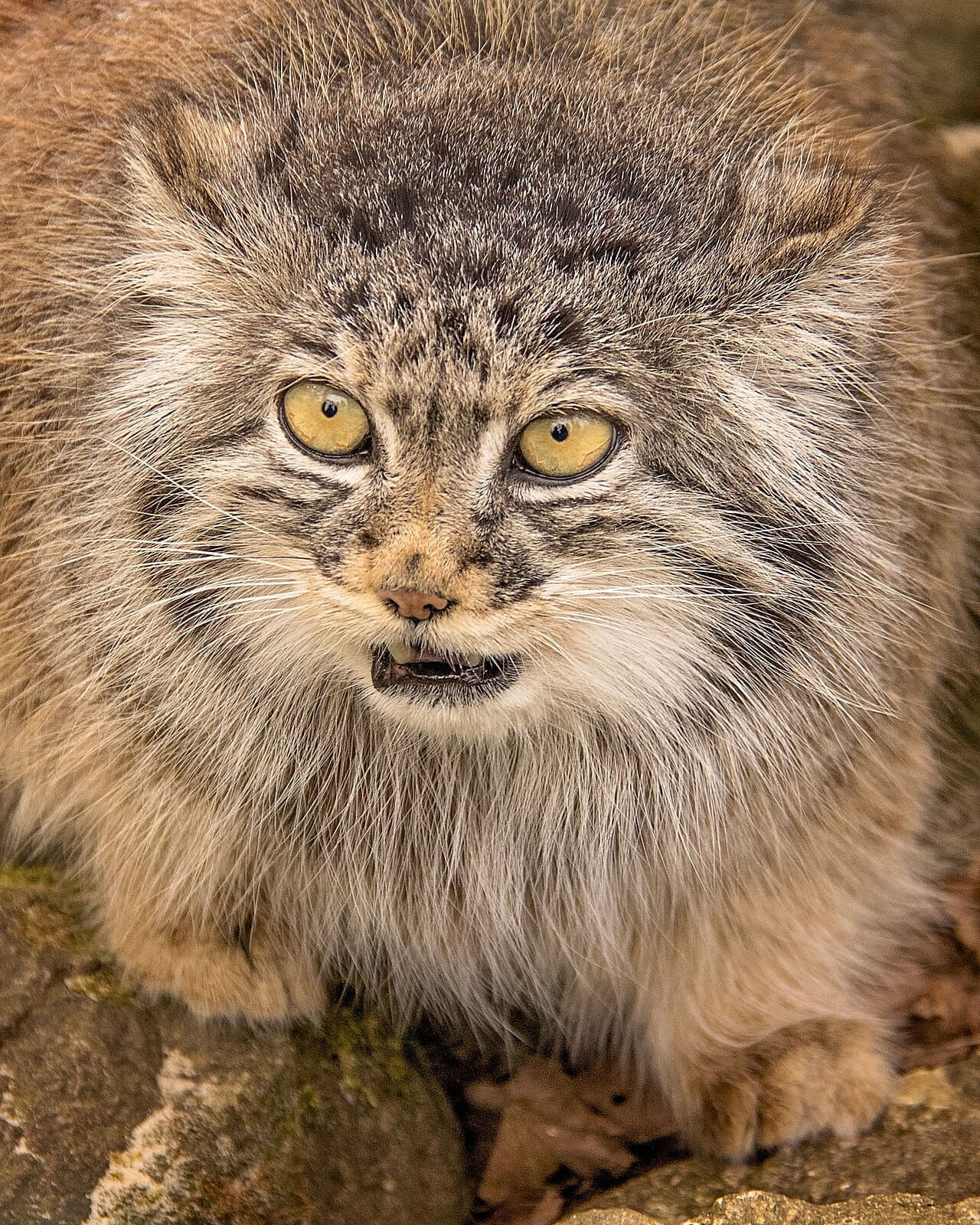 Tula The Pallas Cat wallpaper in slate and olive tones, Full HD, 4:5 format for phone