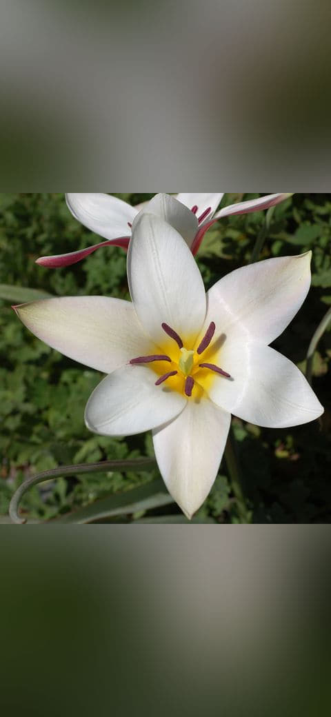 Tulip Tulipa clusiana 'Lady Jane' Rock Ledge Flower… wallpaper in sand and charcoal tones, Full HD, 1:1 format for phone