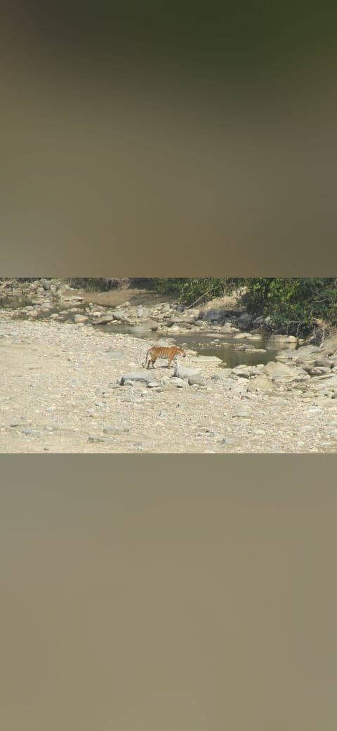 Fondo de pantalla Water is Water-Tiger at Jim Corbett National Park en tonos arena y rubor, Full HD, formato 16:9 para móvil