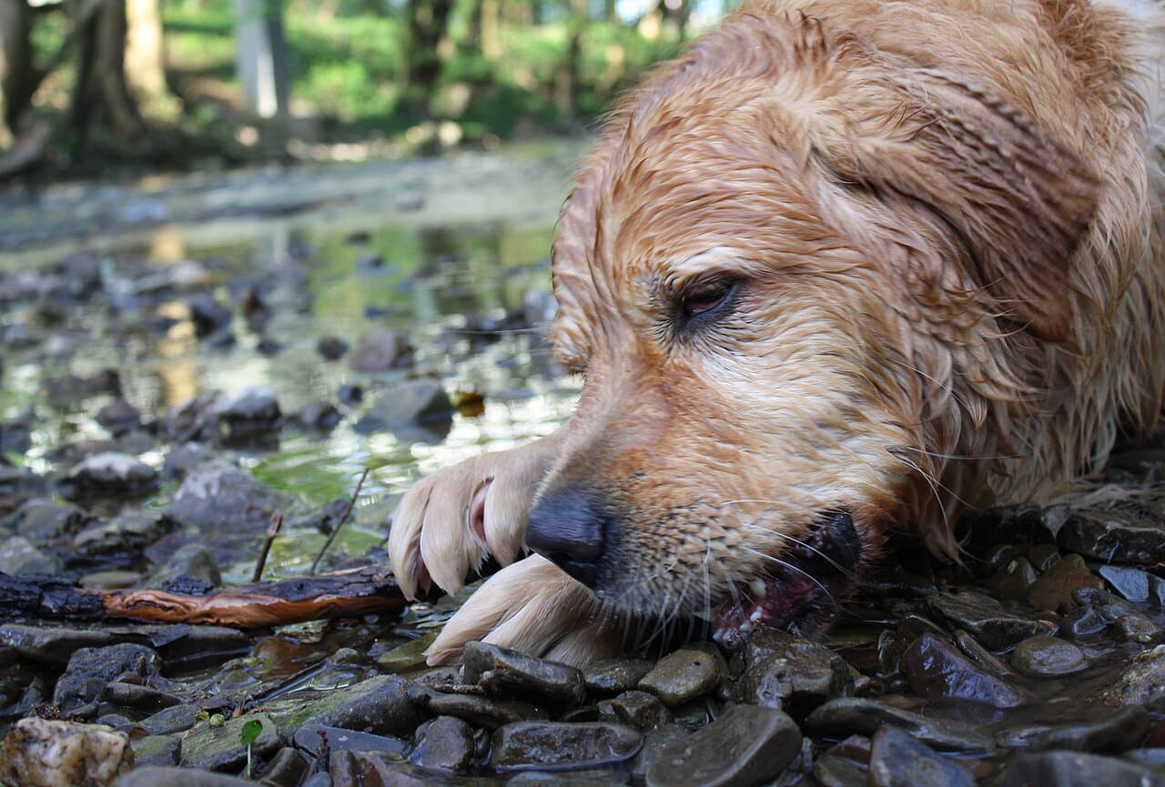 Wet Golden Retriever portrait wallpaper in charcoal and near-black tones, Full HD, 4:3 format for phone
