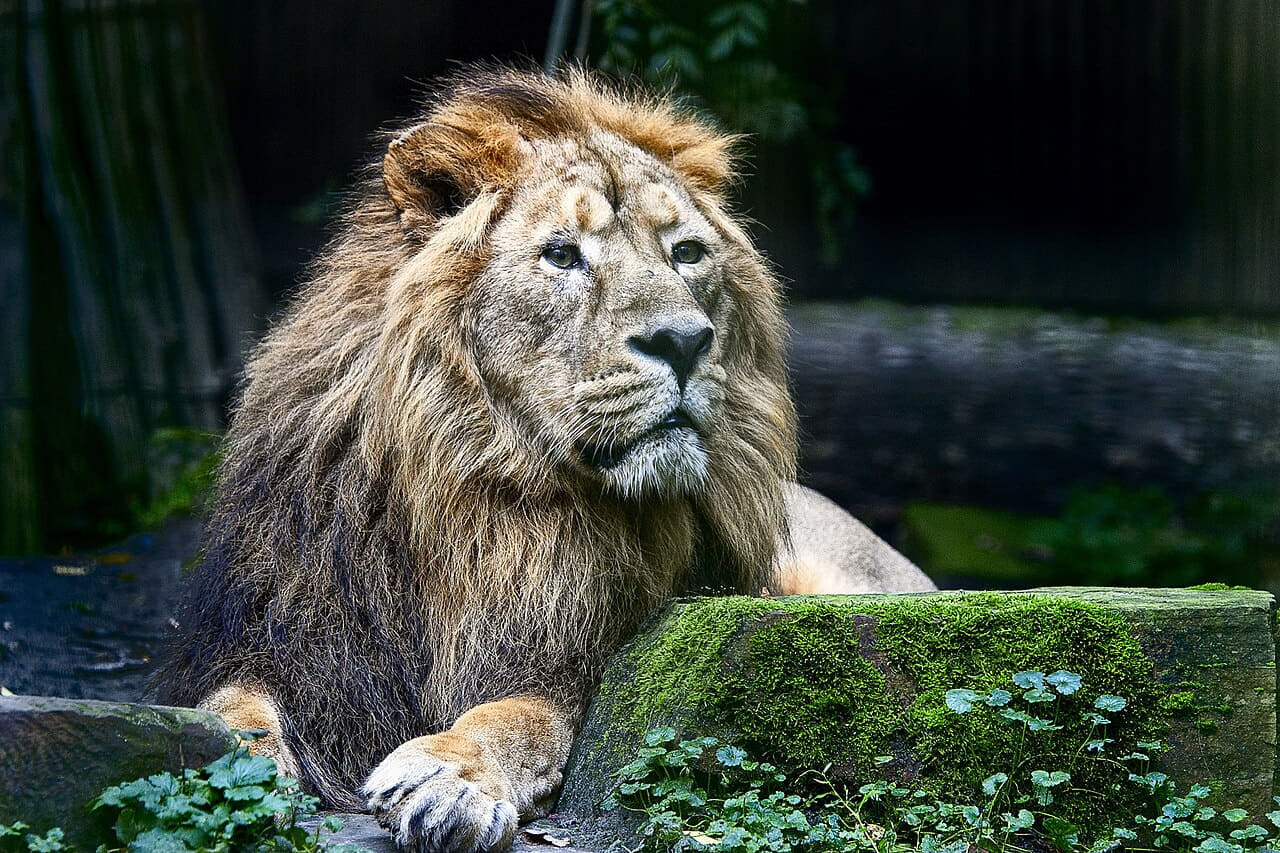 When I Was Free I Was A King wallpaper in near-black and near-black tones, Full HD, 4:3 format for phone
