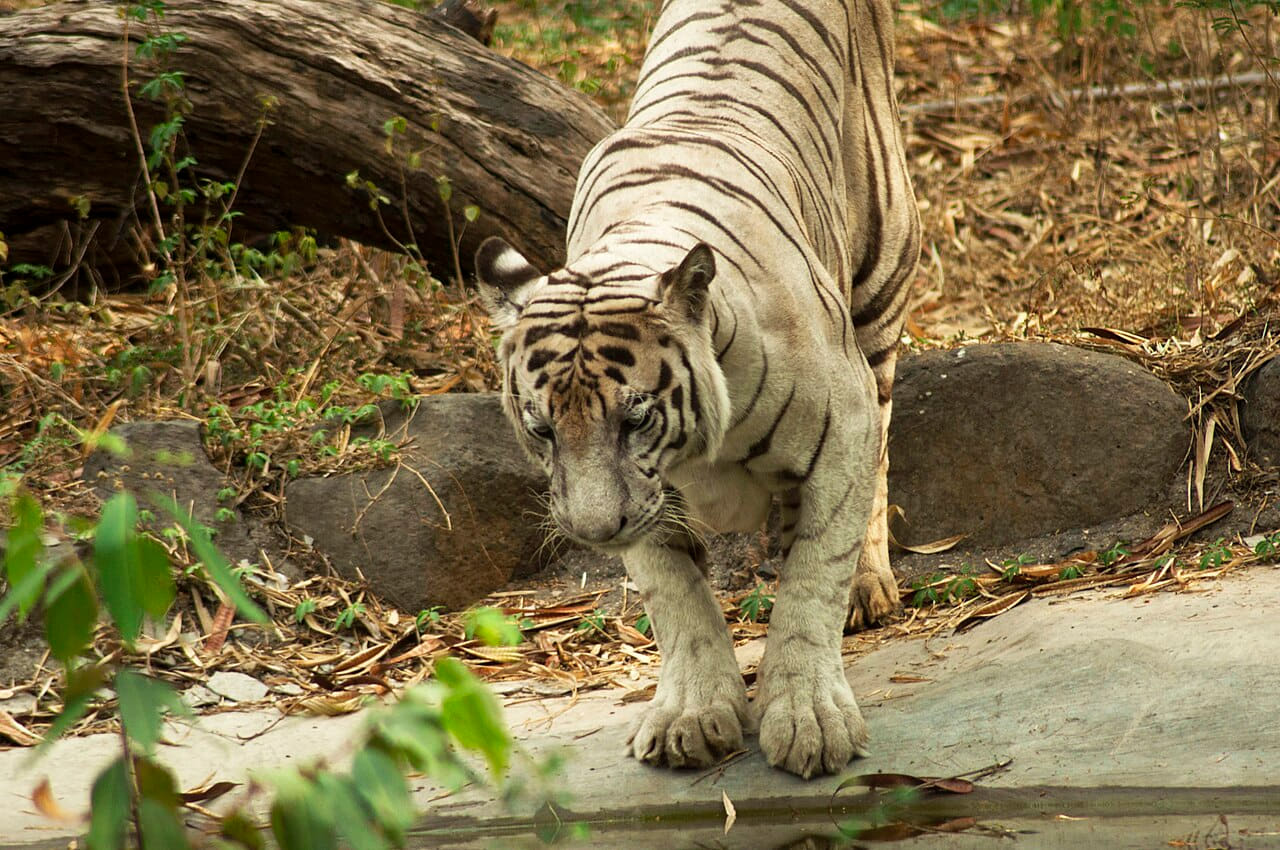 Fondo de pantalla White Bengal Tiger by the Pond en tonos oliva y oliva, Full HD, formato 4:3 para móvil