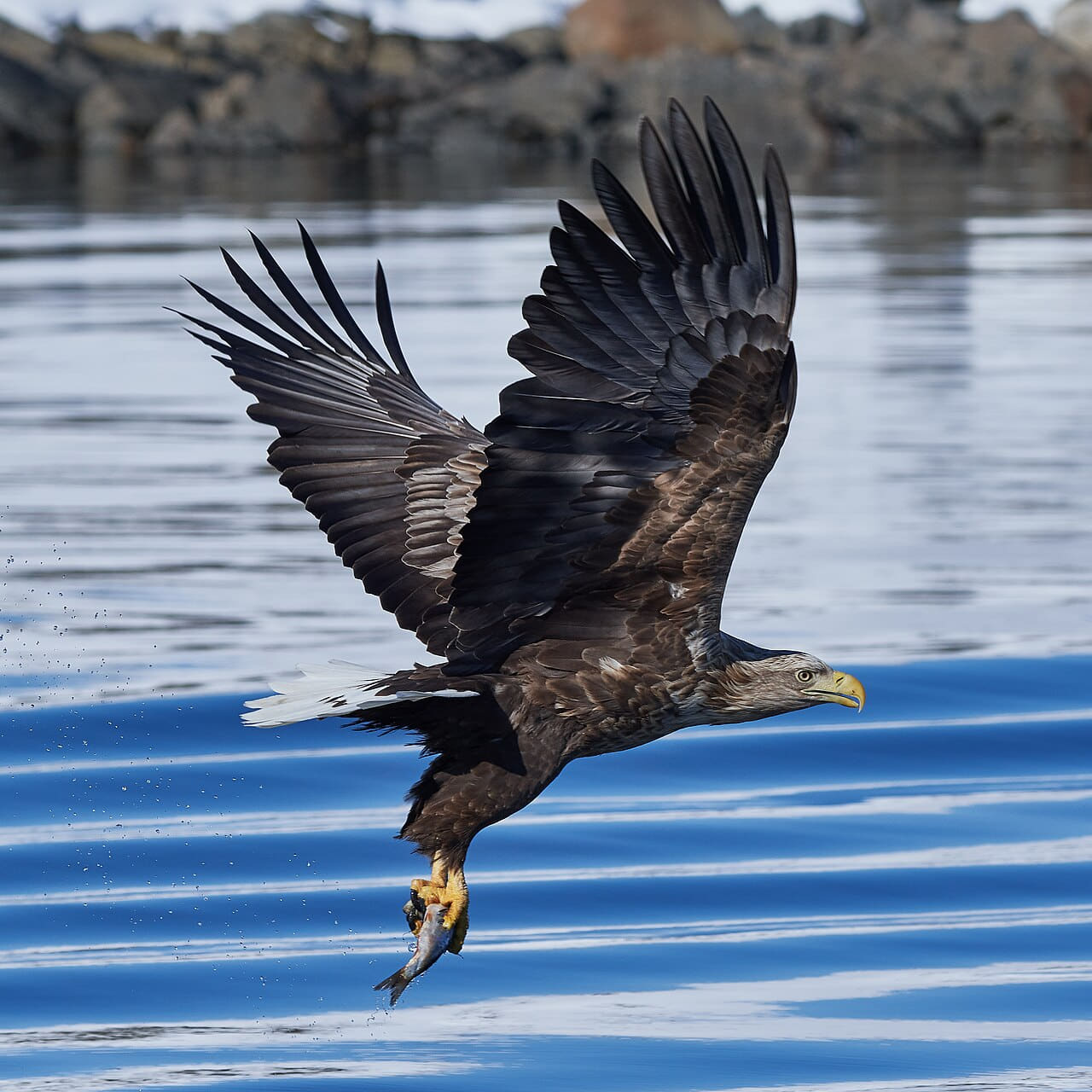 White tailed eagle raftsund square crop wallpaper in mint and charcoal tones, Full HD, 1:1 format for phone
