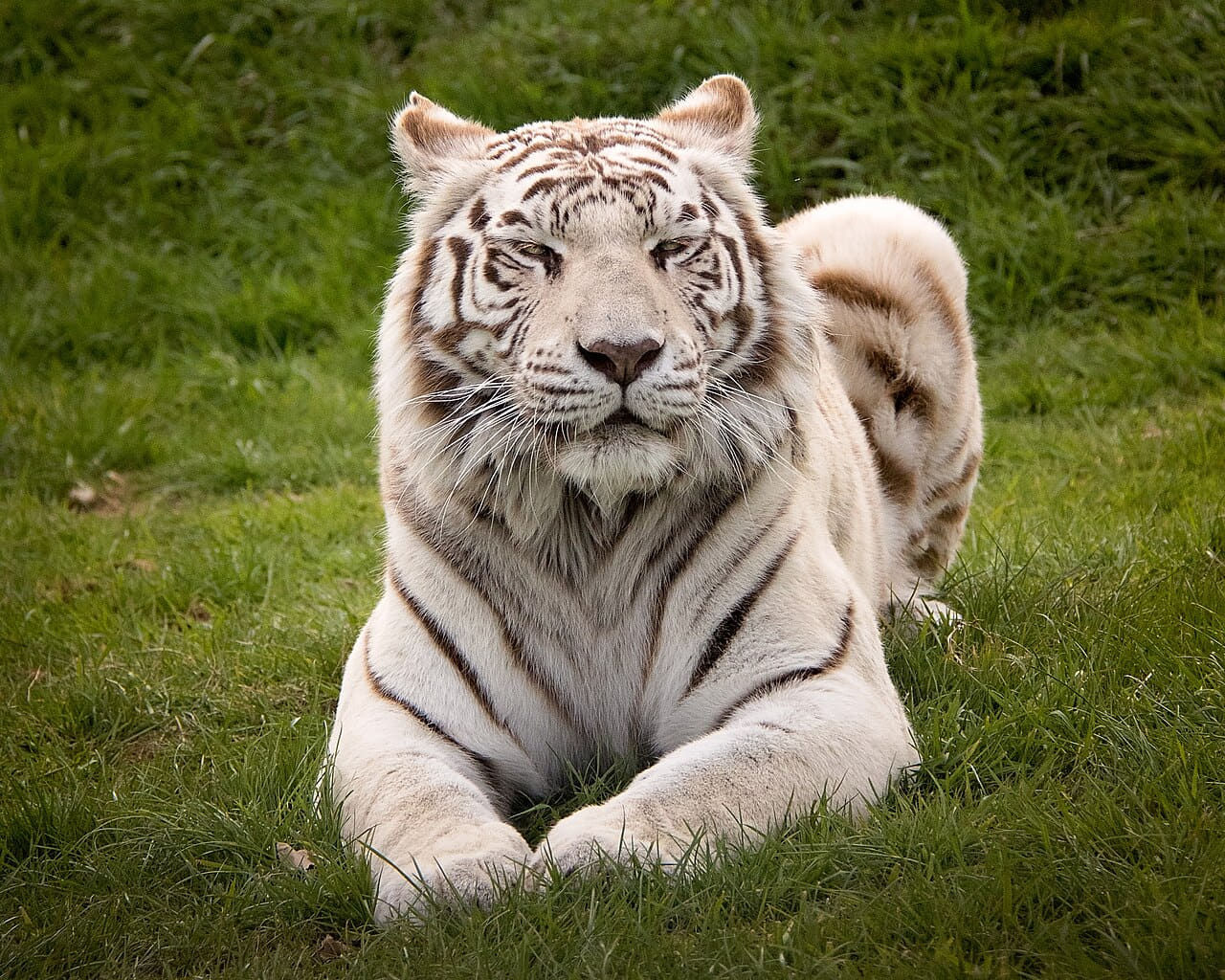 White Tiger wallpaper in charcoal and charcoal tones, Full HD, 4:3 format for phone