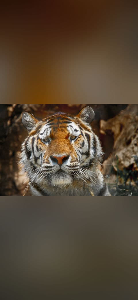 Why Do You Stare At Me wallpaper in near-black and charcoal tones, Full HD, 4:3 format for phone