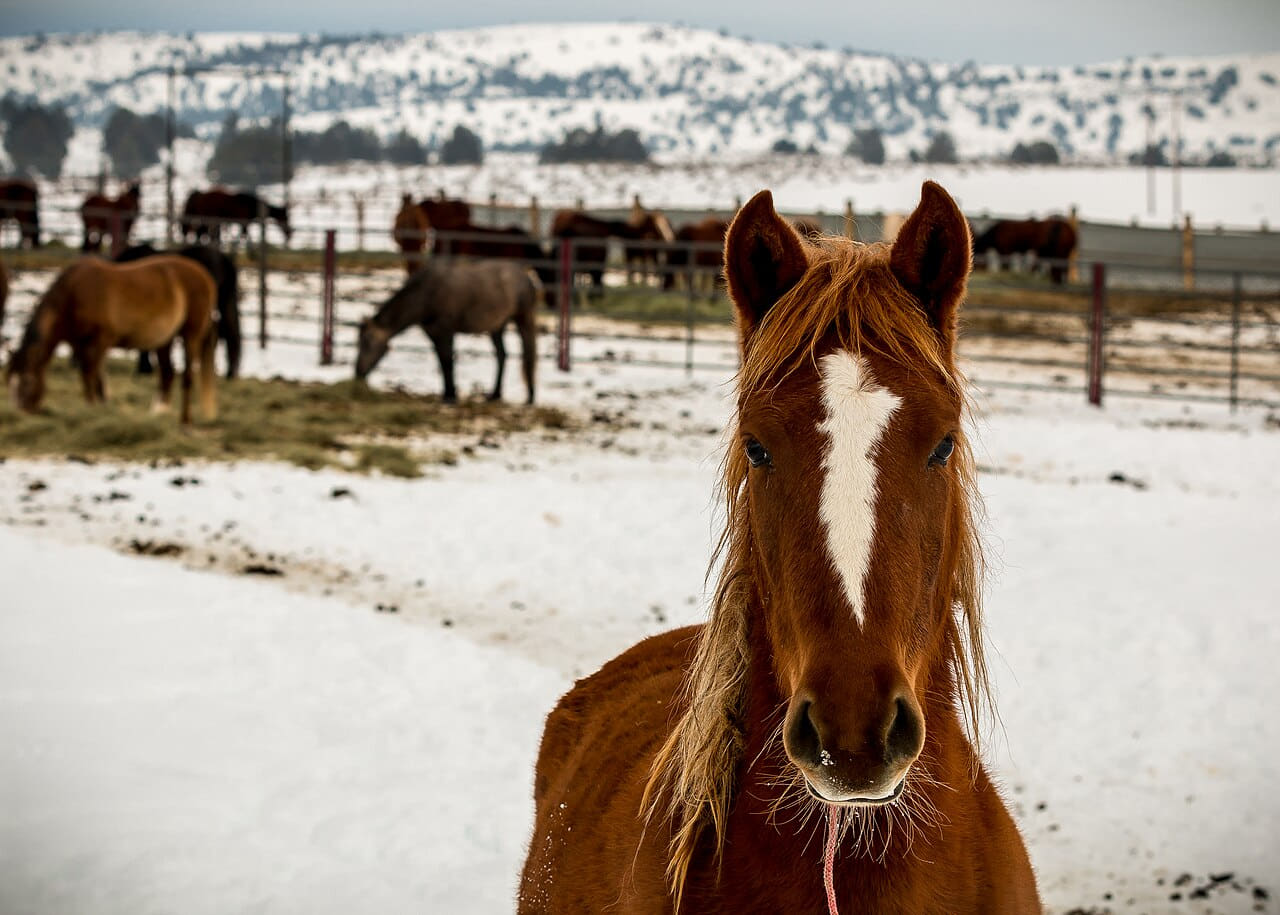 Wild Horse Corral Facility - Hines, Oregon wallpaper in lavender and sand tones, Full HD, 4:3 format for phone