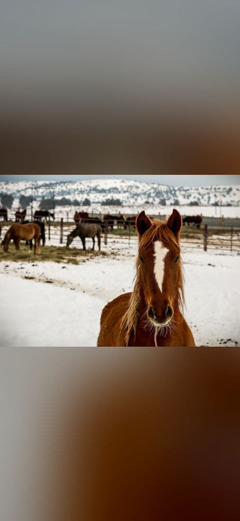 Wild Horse Corral Facility - Hines, Oregon wallpaper in lavender and sand tones, Full HD, 4:3 format for phone