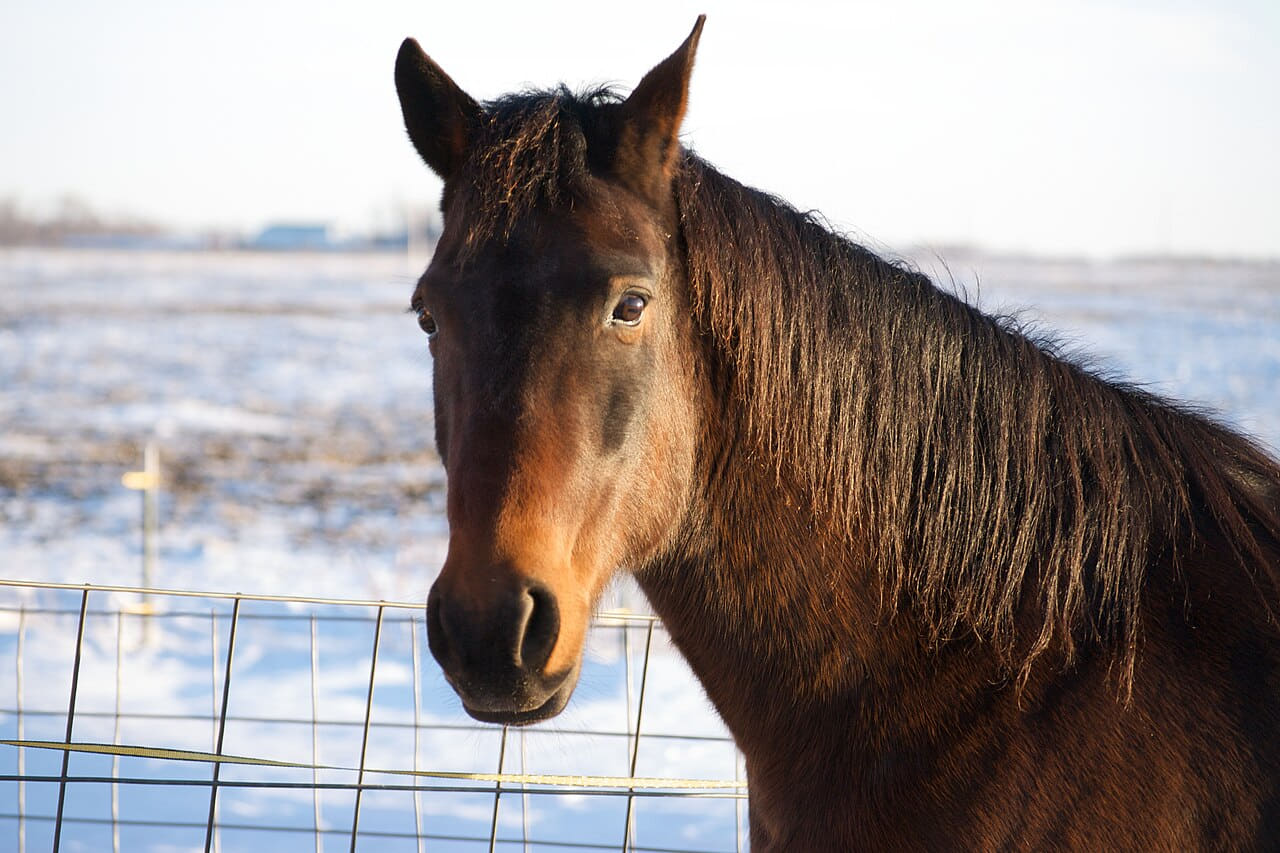 Winter Horse Face Portrait wallpaper in cream and near-black tones, Full HD, 4:3 format for phone