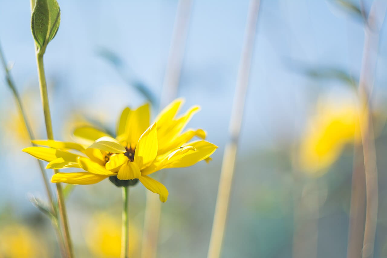 Yellow flower in macro wallpaper in mint and mint tones, Full HD, 4:3 format for phone
