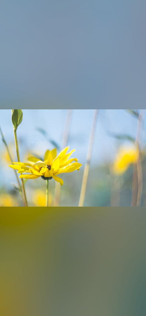 Yellow flower in macro wallpaper in mint and mint tones, Full HD, 4:3 format for phone